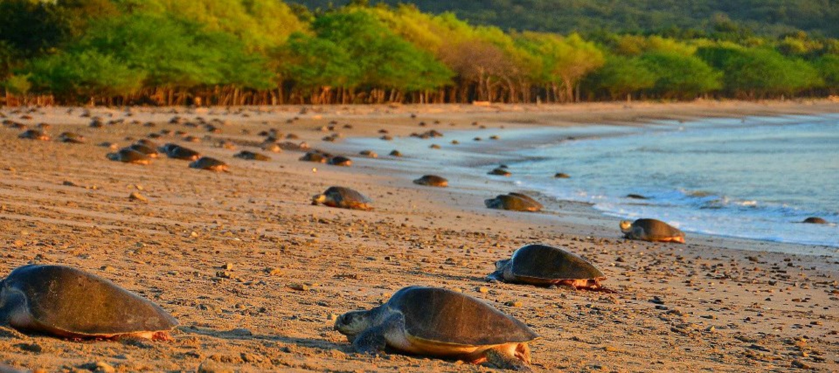 viajes-a-nicaragua-desove-tortugas